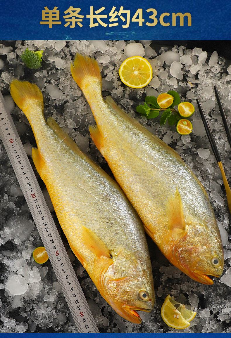 黄花鱼野生新鲜海捕鲜活海鲜水产冷冻超大黄花鱼青岛深海鱼大黄鱼