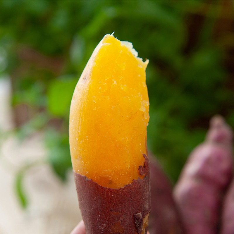 先挖紫薯新鲜农家沙地紫薯5斤