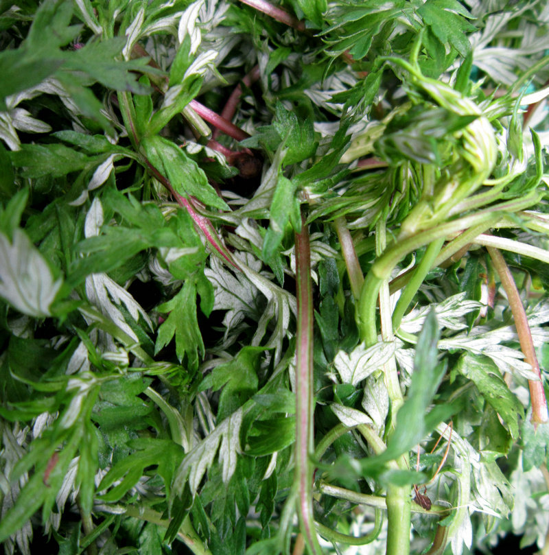 贵州特产铜仁小十字姚家自制腊肉蒿菜社饭速食糯米饭方便食品500g