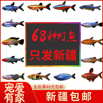 Tropical ornamental live small fish Good raising Pauline Lights Freshwater goldfish Miao Qingdolfo Peacock Small Traffic Light Section