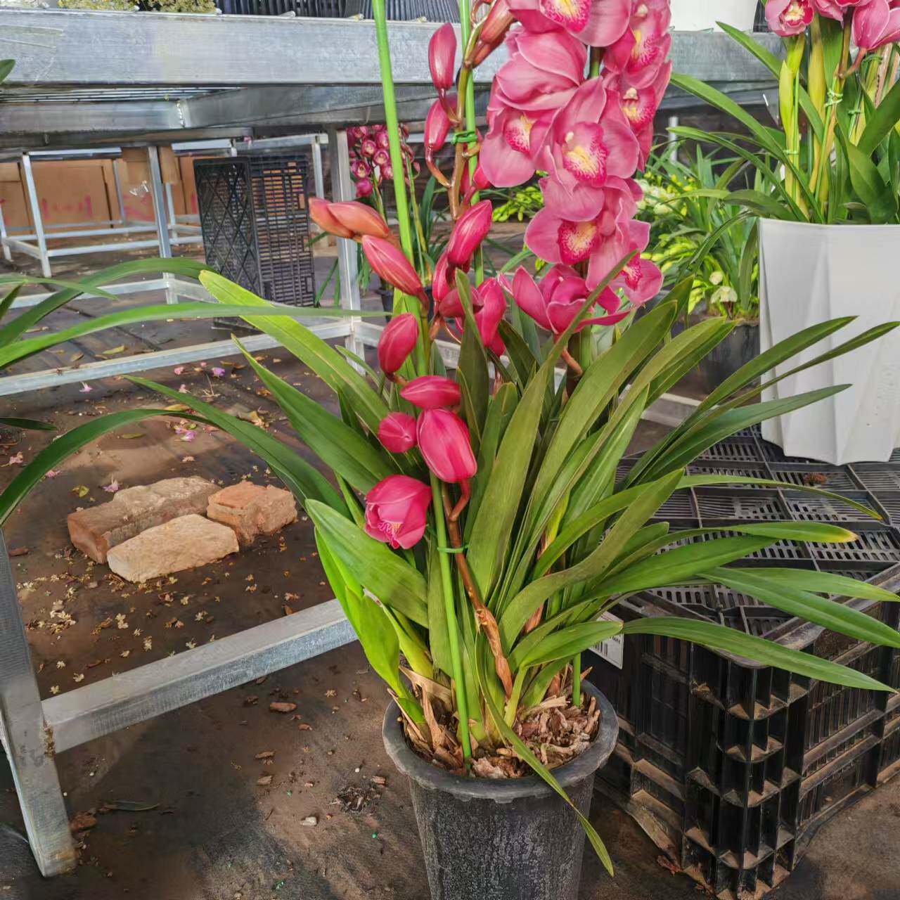 d粉色福星蕙兰5花剑大花蕙兰多花剑起发易养护长花期室内高端1287