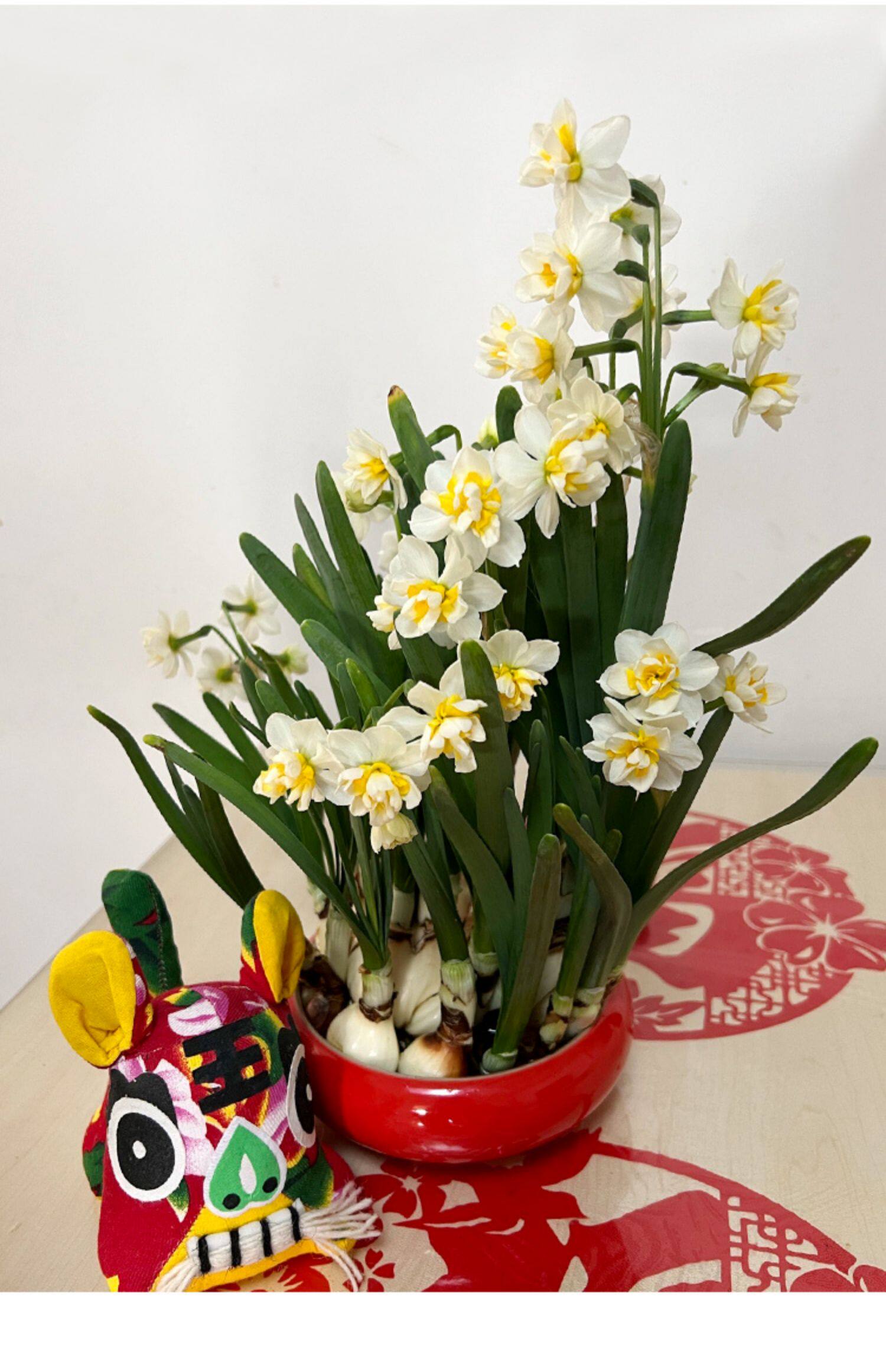 水仙花种球水仙复瓣室内水培冬季花卉植物花种子漳州水仙花重瓣