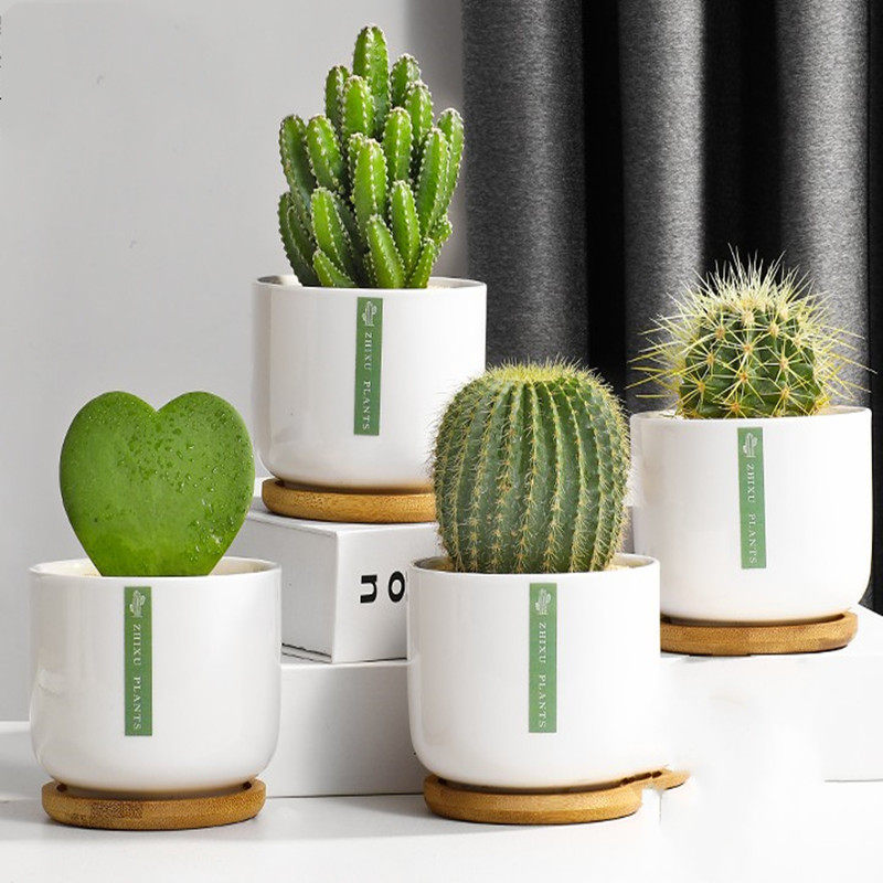 仙人掌盆栽室内花卉仙人球办公室可爱小多肉植物电脑桌面盆景绿植