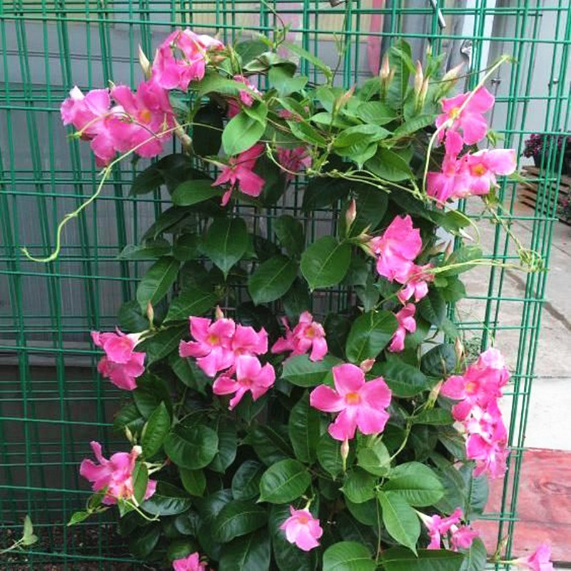 双喜藤飘香藤攀爬盆栽花卉植物文藤四季开花藤本庭院阳台绿植大叶