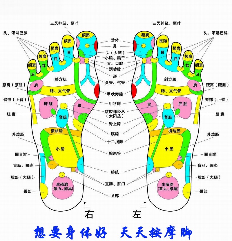 特价 达贺足浴脚底足底按摩器滚轮迷你家用足部保健正品 3958