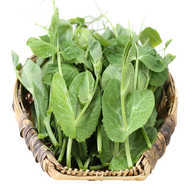 四川豌豆苗新鲜豌豆尖龙须菜时令蔬菜现应季蔬菜摘现发4斤包邮