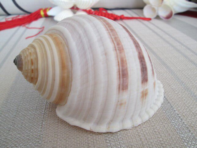 包邮天然贝壳海螺 花点油螺水纹鹑螺条纹水波螺 鱼缸水族装饰品