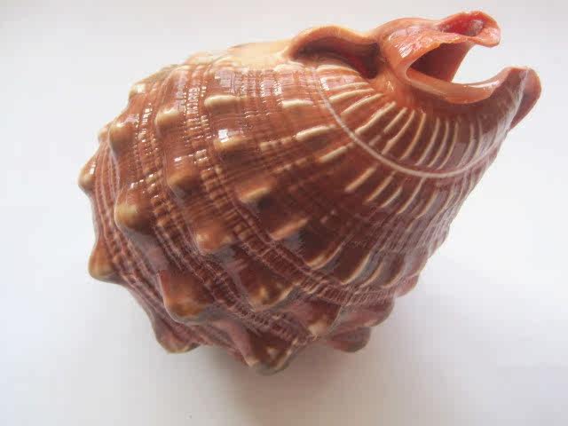 天然万宝螺 1314cm海螺贝壳海星礼品收藏摆设鱼缸水族装饰品