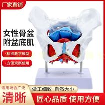 Female pelvic and pelvic floor muscle model Human pelvic muscle delivery midwifery anatomy teaching uterine specimens