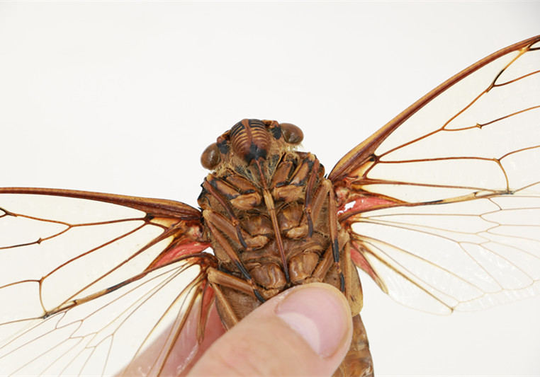 【新到】帝王蝉 世界上最大的蝉 a1标本展翅20cm  收藏教学观赏