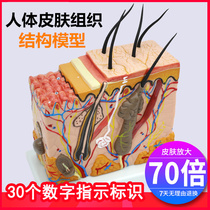 Model Epidermal tissue diagram Structure Human skin tissue analysis Layered structure High school anatomy Dermal amplification