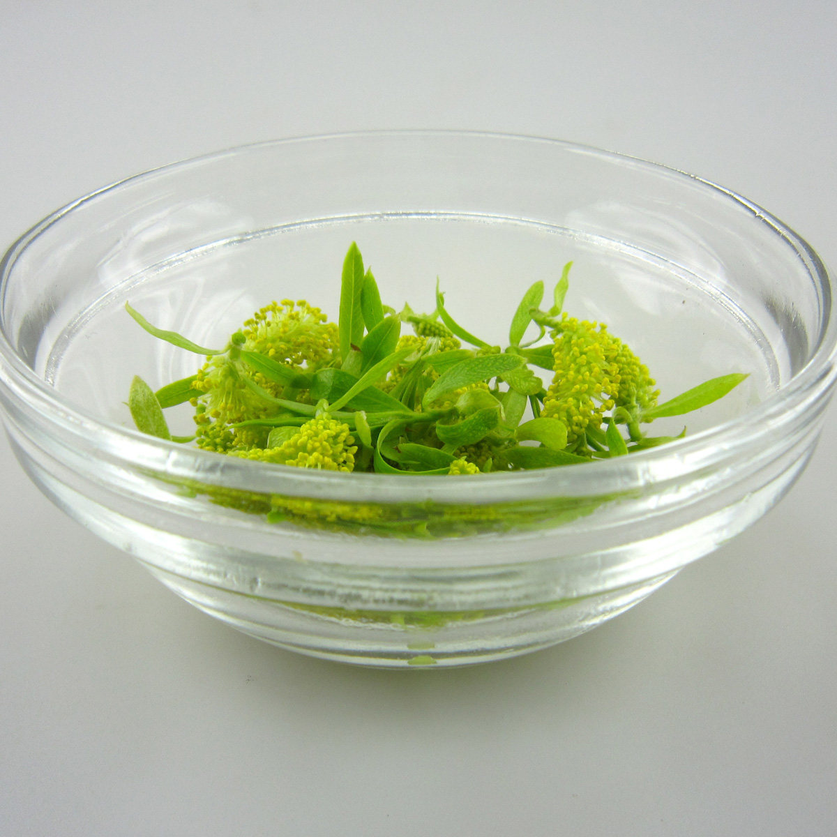 2017新 伏牛大峡谷野生 柳芽 柳芽茶 柳花 嫩柳芽 干品 另售柳枝