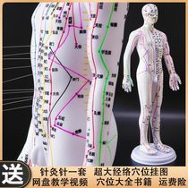 Precise household model copper HD human hard stereo human acupuncture model of Chinese medicine through contact