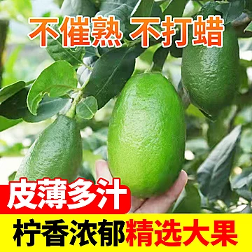 香水柠果广东无籽柠檬新鲜[3元优惠券]-寻折猪