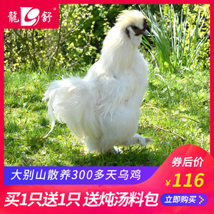 乌鸡新鲜土鸡散养皖南农家白凤鸡营养煲汤现杀五黑鸡走地鸡乌骨鸡