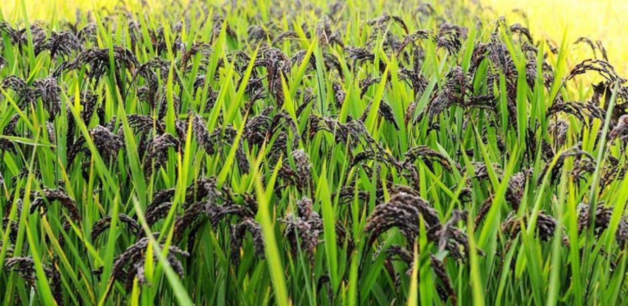 淘宝农家自种五谷杂粮黑米1000g