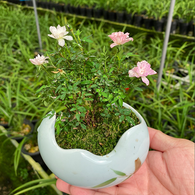 日本 姬月季 姬乙女玫瑰蔷薇迷你微型盆景盆栽四季
