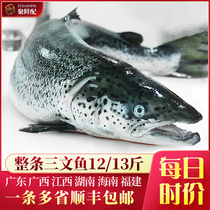 Norway imported chilled salmon whole fresh salmon can be sashimi sushi sashimi Ready-to-eat aquatic products