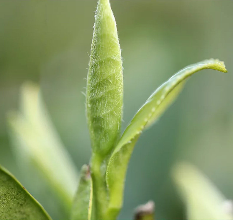 月光美人月光白云南茶叶古树白茶白毫银针单芽大白芽散装250克