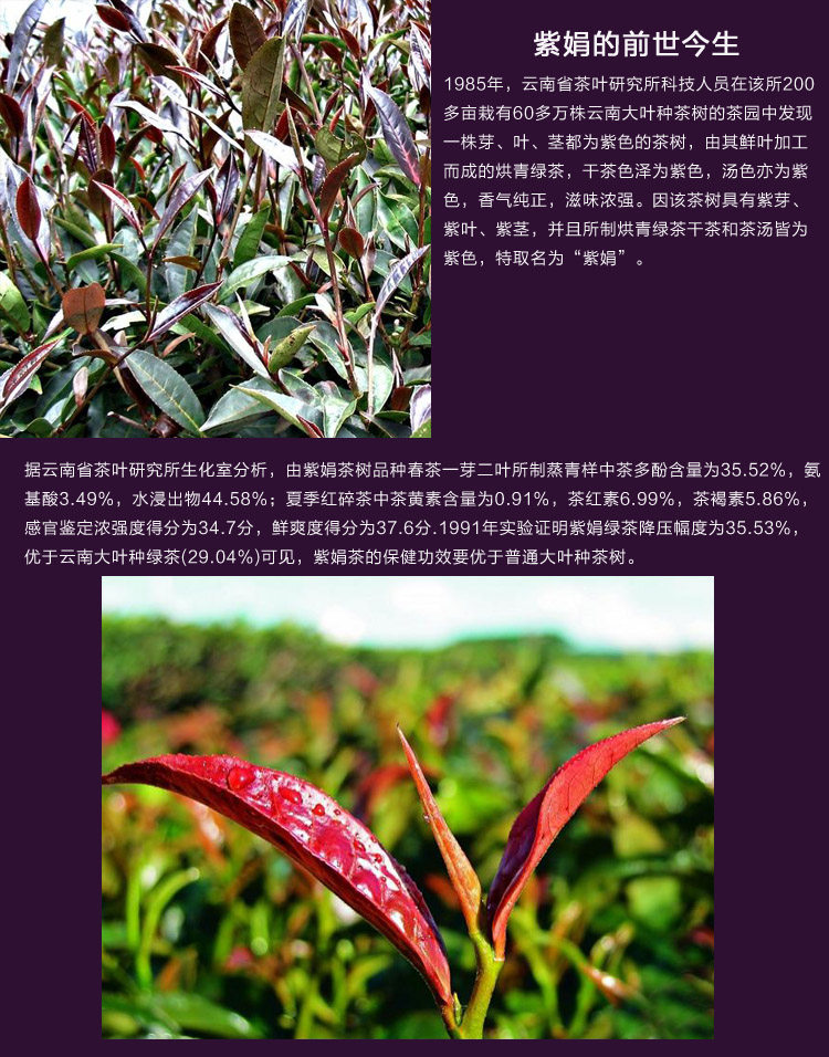 茗纳百川云南普洱茶生茶正宗天然紫娟茶2014年3