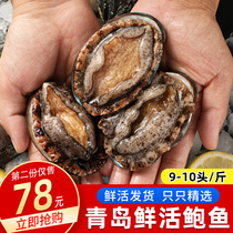 Abalone fresh live big fresh big abalone 10 shellfish seafood Qingdao specialty fresh aquatic abalone