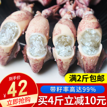Sea hare full seed Fresh whole seed squid live pen tube fish Frozen small squid cuttlefish seafood aquatic products