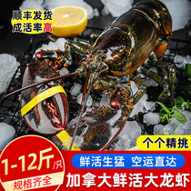 Big Lobster Fresh Boston Big Lobster Canadian Shrimp 1-12 Jin Extra Shrimp Seafood Aquatic Shunfeng