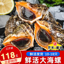 Conch fresh seafood aquatic products super large large and fierce shellfish Qingdao specialties that day fishing big conch fresh