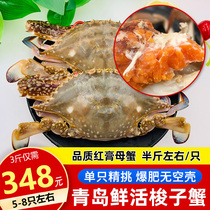Portunus crab fresh sea crab fresh yellow red cream female crab flying crab 3kg Qingdao seafood Shunfeng