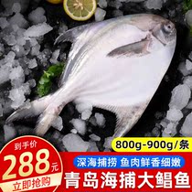 White Pomfret fresh sea catch frozen Big White Pomfret flat fish Changyu sea fish Qingdao seafood Shunfeng