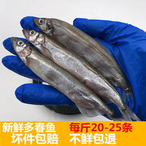 Spring fish fresh seedless spring fish Canada imported seafood barbecue ingredients frozen deep sea fish aquatic 500g