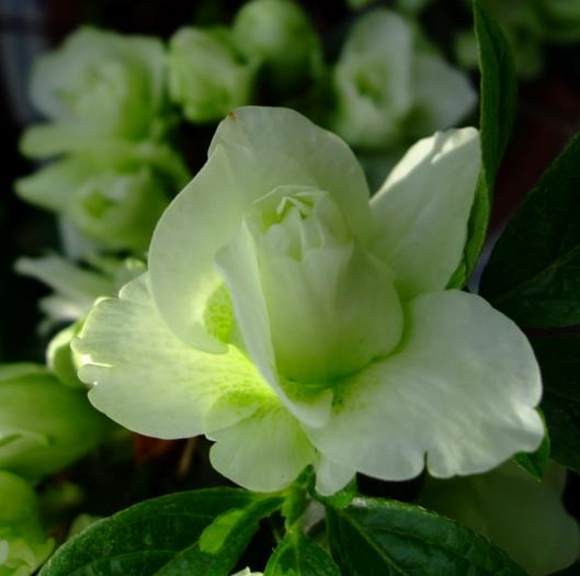 [1加仑苗]杜鹃绿光 rhododendron simsiilime green白绿色