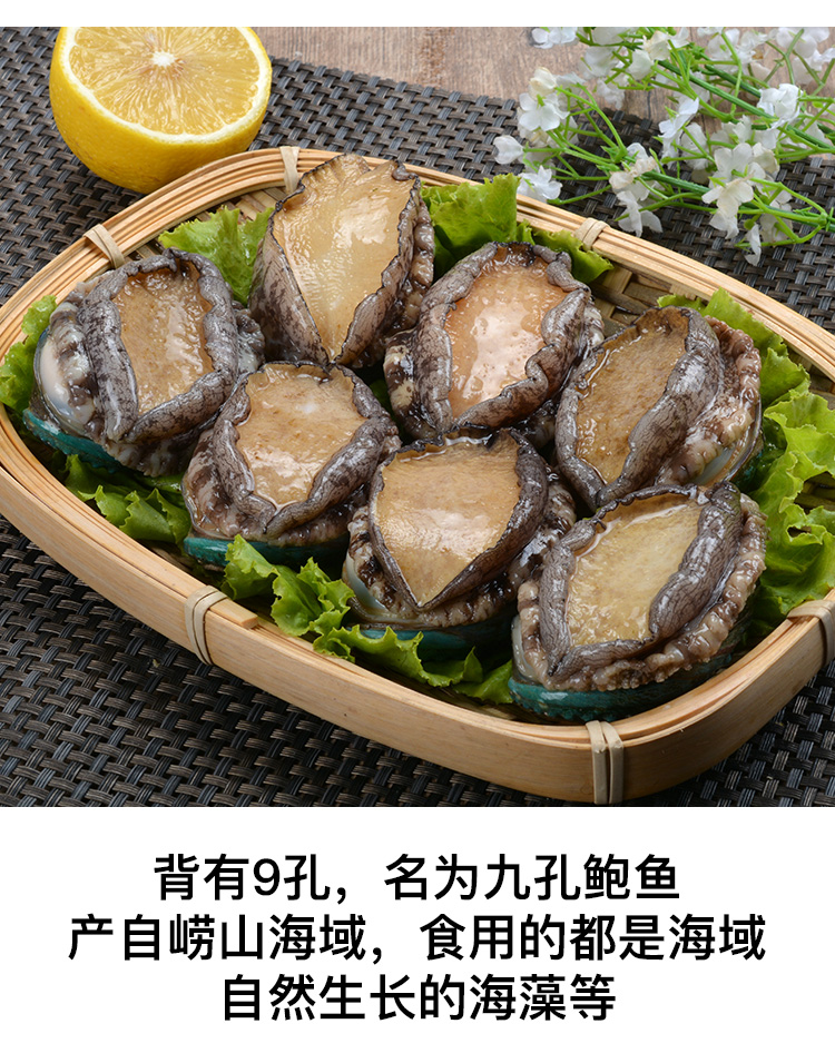 青岛崂山鲜活九孔鲍鱼海鲜水产海捕贝类大鲍鱼 500g/12只鲜活鲍鱼