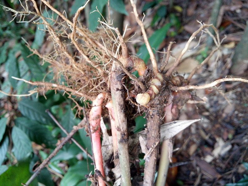 广西容县野生小山姜箭杆风九姜连九龙盘鸡爪莲 新鲜现采现发500g