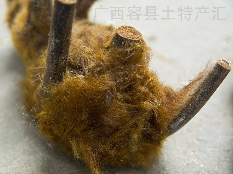 新鲜野生现挖黄狗头狗蕨金毛狗脊苟脊金黄狗脊包邮2斤装 买2送一