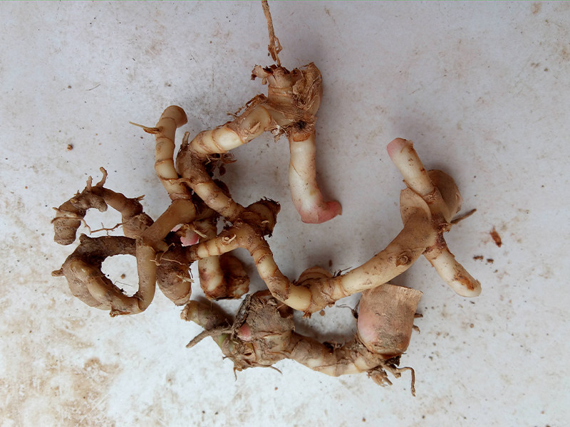 广西容县野生小山姜箭杆风九姜连九龙盘鸡爪莲 新鲜现采现发500g