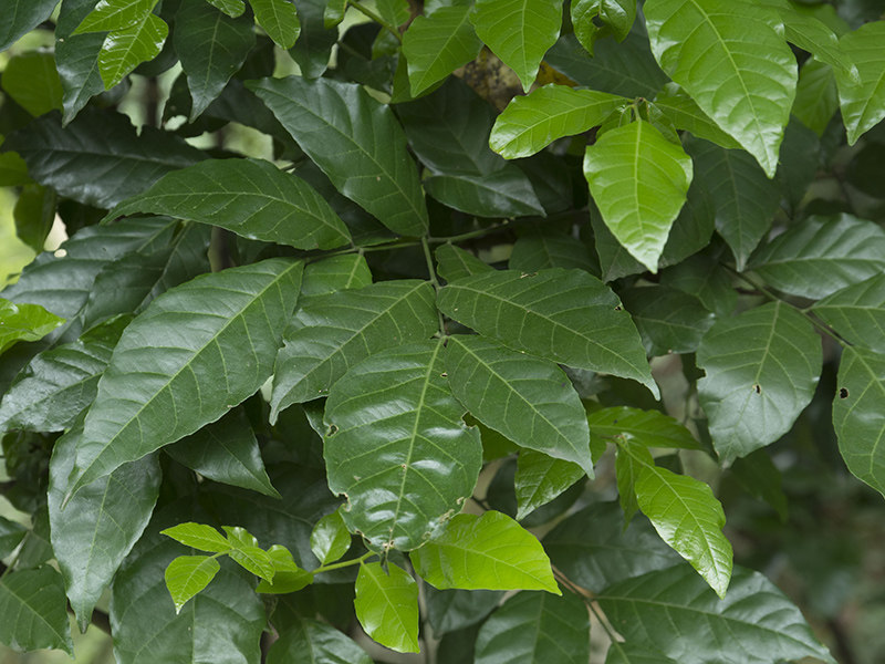 新鲜现摘黄皮叶 黄皮树叶500g