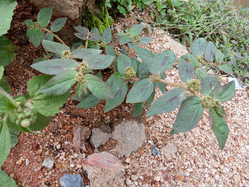 新鲜现采野生草药大飞扬大乳汁草节节花乳籽草飞相草飞扬草_爱酷商城(