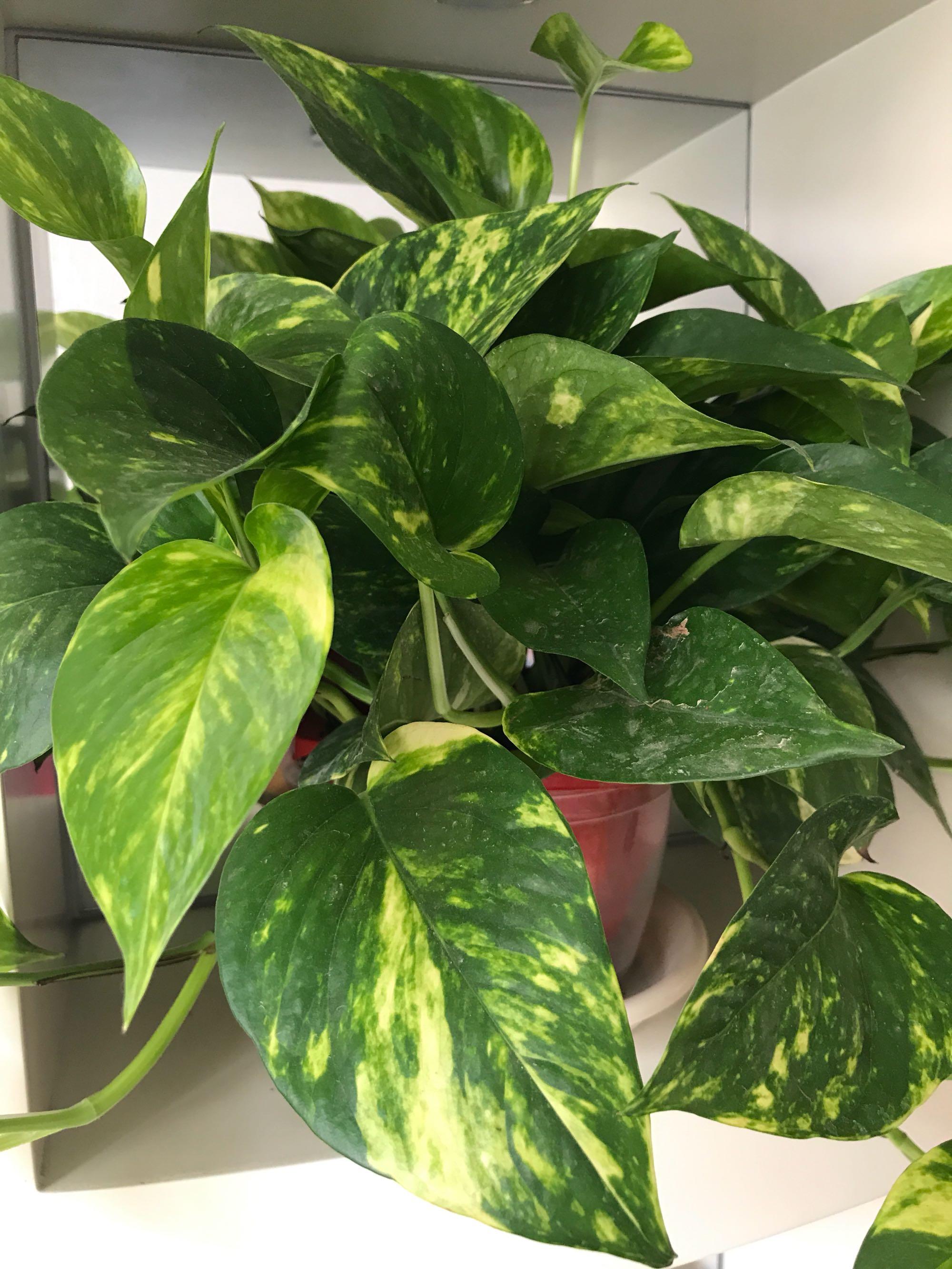 绿萝1年养成藤,这么做,常年都葱绿