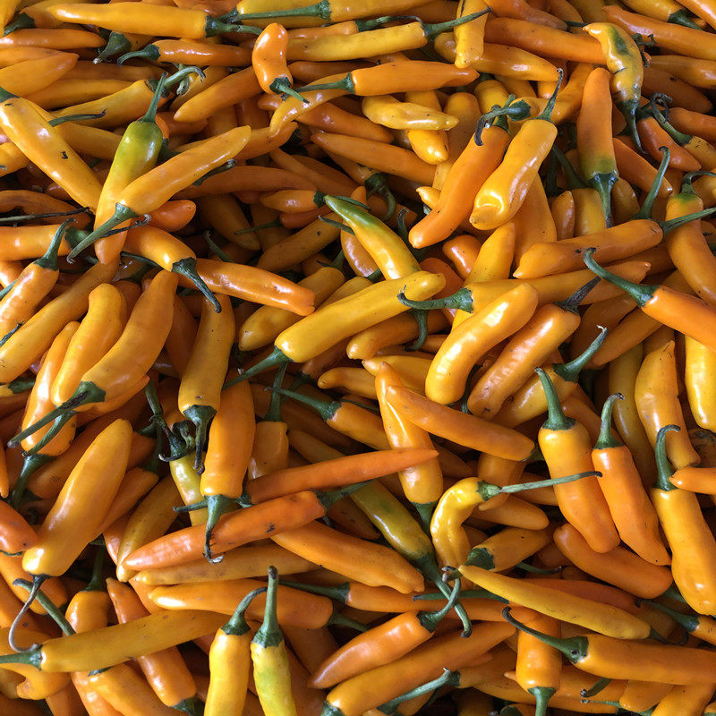 注册 登录 温馨提醒:由于黄椒属于生鲜农产品,快递到