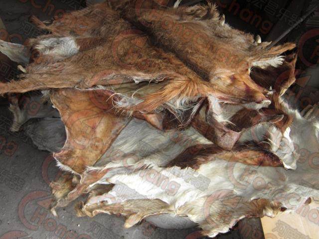 整张山羊皮 非洲手鼓 鼓皮 非洲鼓皮 山羊脊背皮 生皮 带毛羊皮