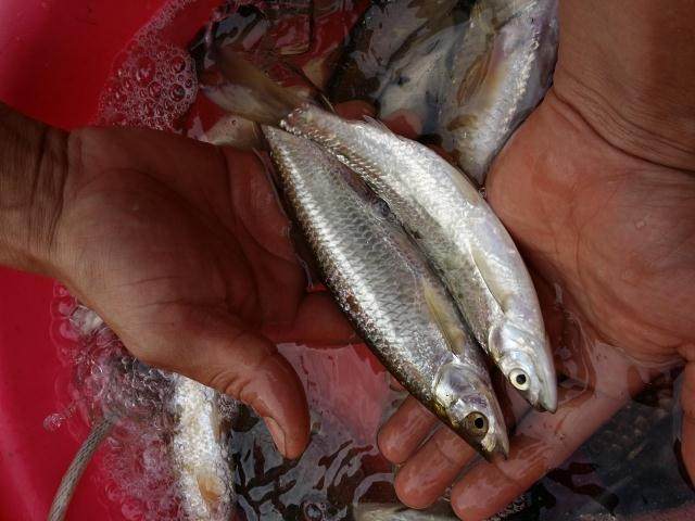 原生态东江河鱼镰刀鱼小河鱼刀鱼味道鲜美无污染淡水鱼烤鱼烧烤用_双