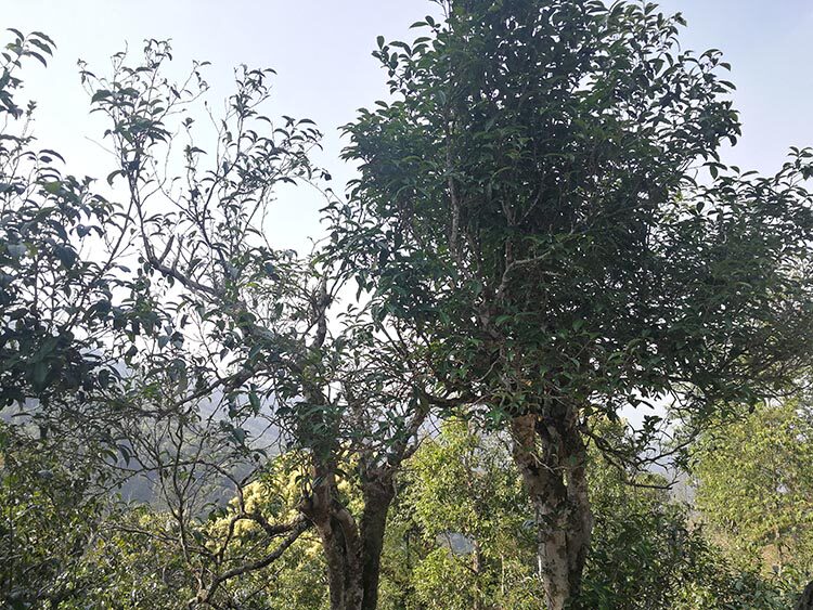 茶香记 杨普号 曼兴龙苦茶生普饼 古树纯料 2016年春尖 普洱 圭臬系列