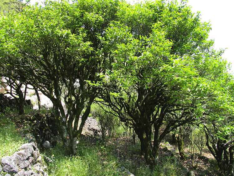 茶香记 叶汉钟的乌岽黄枝香 凤凰单丛茶 乌龙茶 非遗传承人