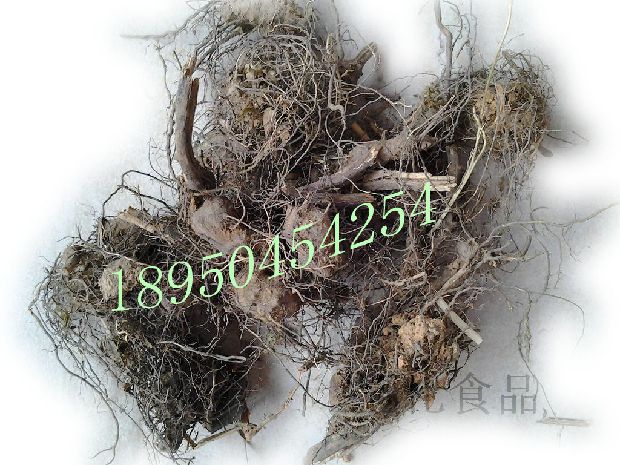 纯野生! 古田中青草药店 铁钉头 治头疼头痛药 草药大全200g