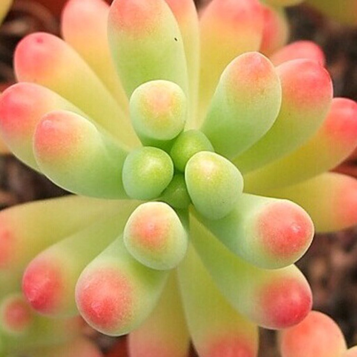 初春:肉肉更加出"色" - 天猫精选