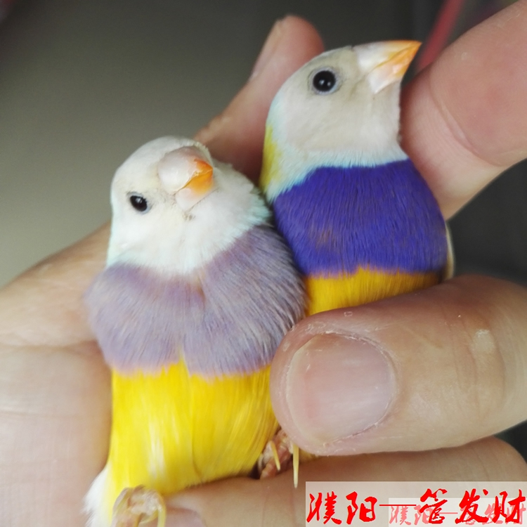 七彩文鸟鸟蛋七彩文鸟种蛋受精蛋普彩蛋高彩蛋金背蛋蓝背蛋