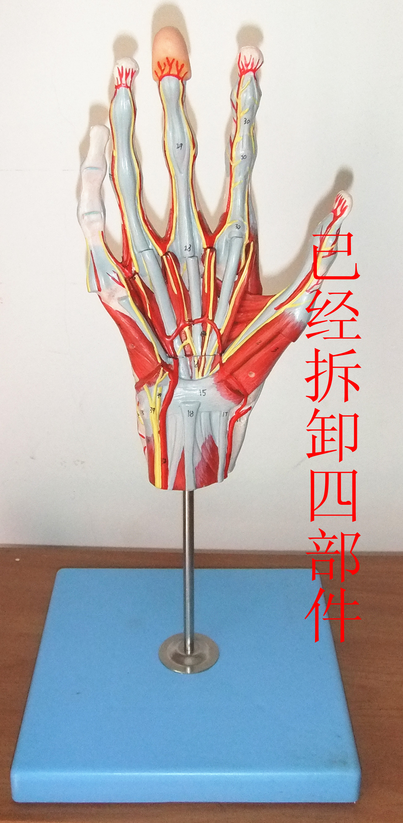手掌解剖模型手解剖附神经血管模型
