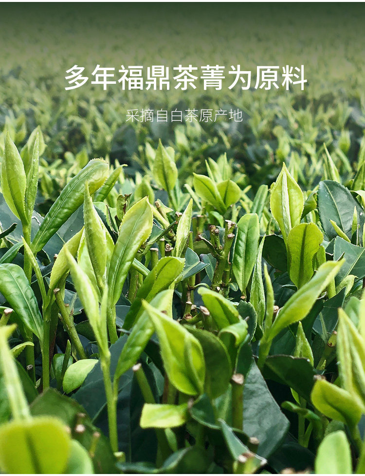 天福茗茶 贡眉白茶 福鼎白茶饼 福建特产名茶白茶茶叶 棉纸装_白茶_购