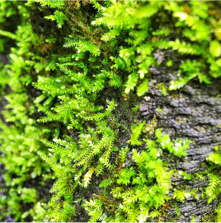 【限时全国包邮】greendeep格林德 生态缸 植物造景 雨林苔藓种植苔纤